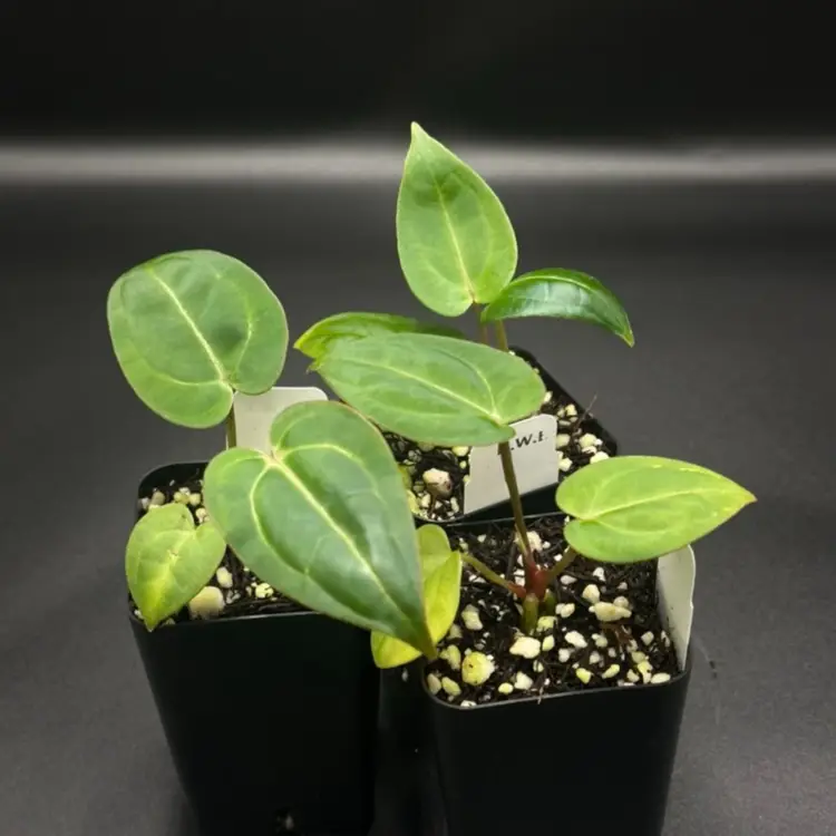 123D - GC - Carlablackiae ‘RA3’ x (Zara x Michele’)