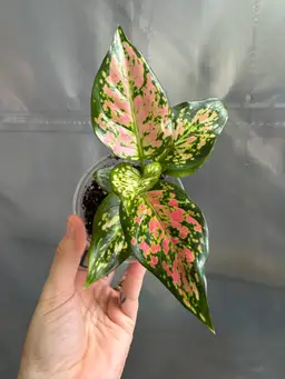 0886 | 3.5” Aglaonema Anjamani