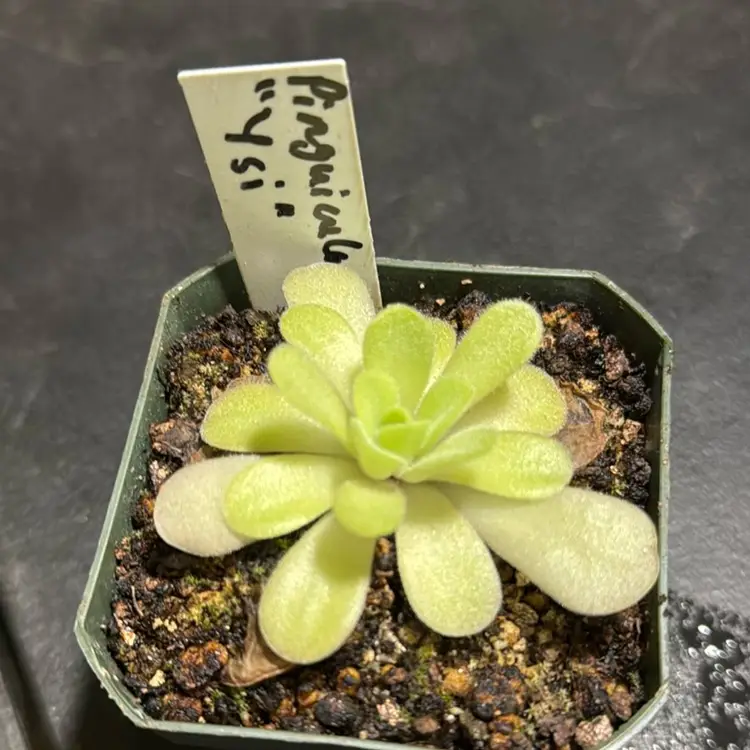 Pinguicula 'Ysi'
