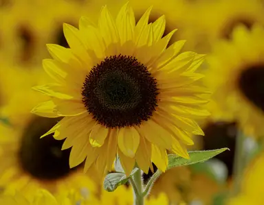 Sunshiny Day Handmade