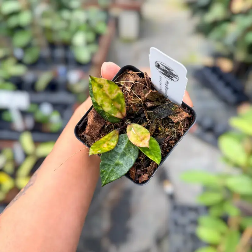 PS0348 - Hoya lacunosa ‘Black Inferno’ (UPT016)