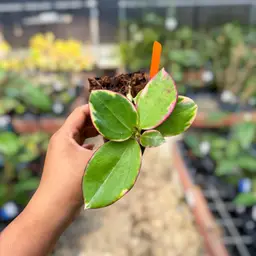PS0559 - Hoya para (albo)