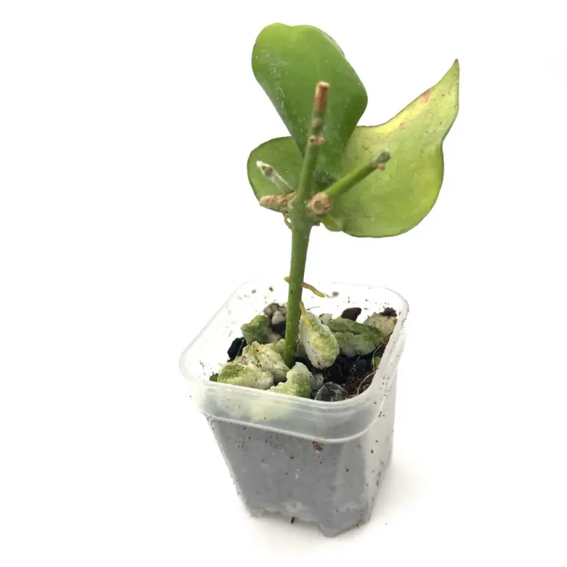 Aescynanthoides Bario Highlands