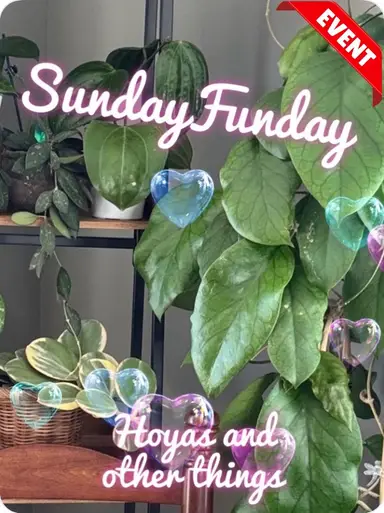 A Little Of Everything 🦋