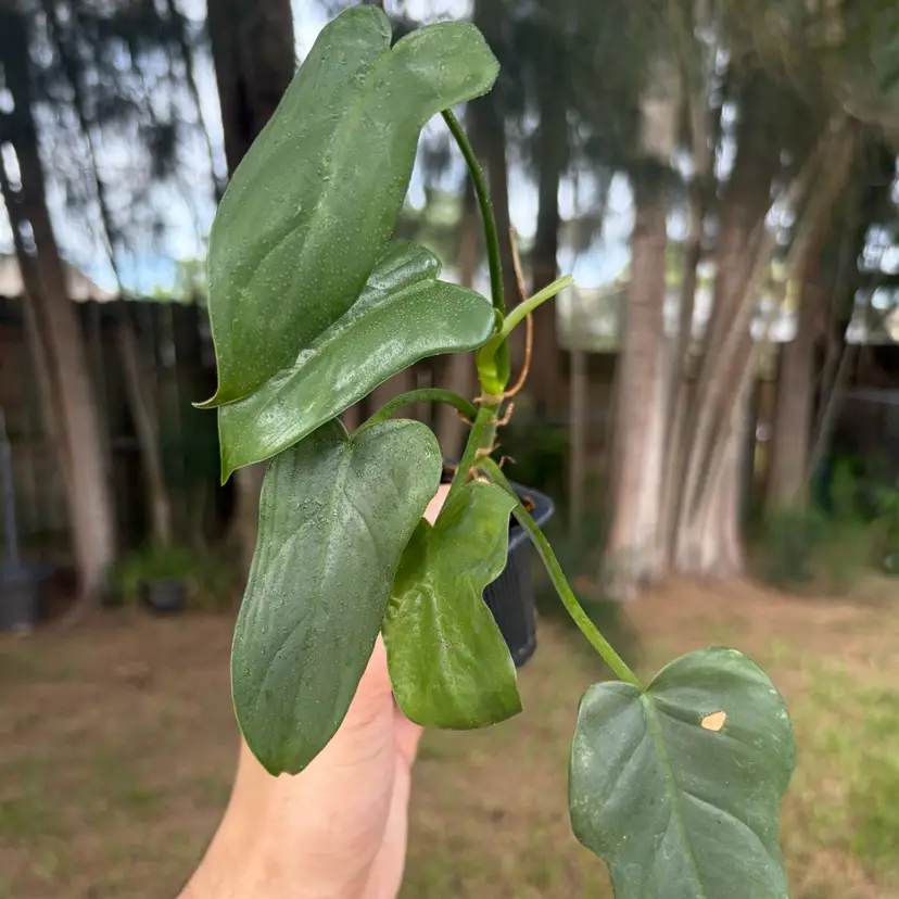 Philodendron Bipennifolium