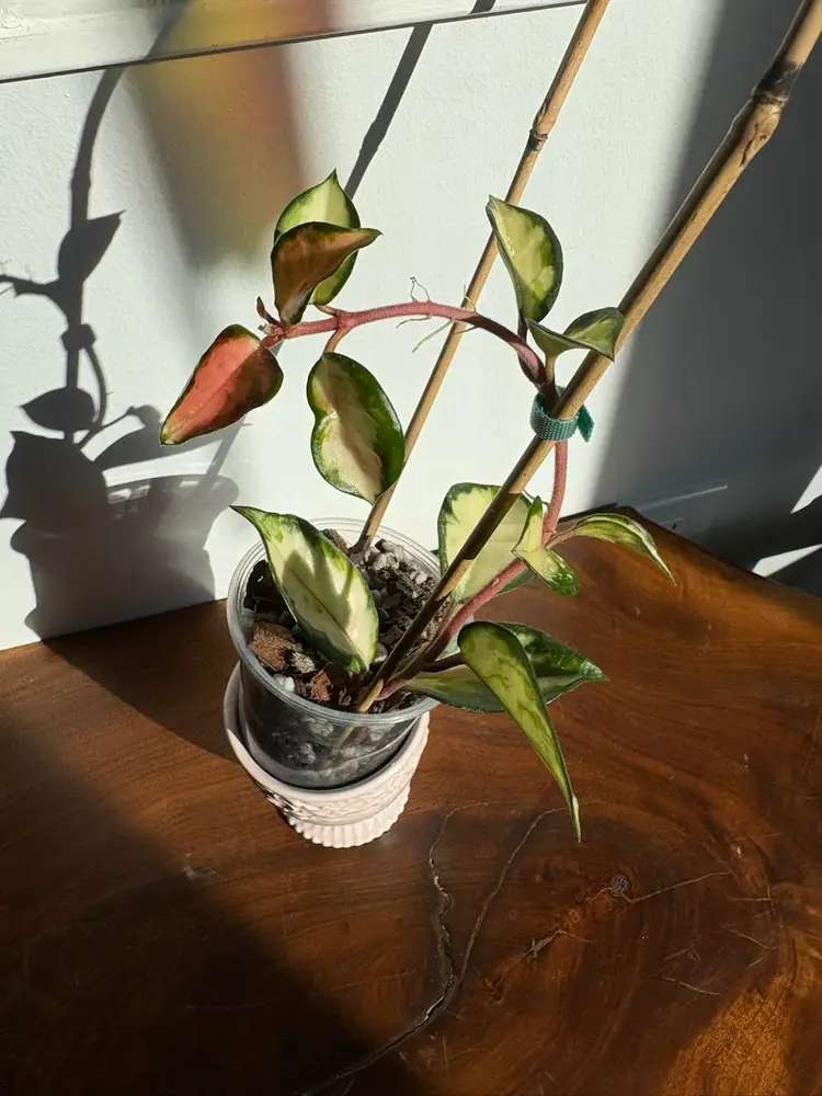 Hoya carnosa ‘Marlea’ [B]