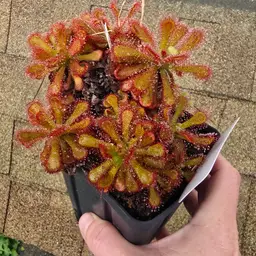 SEEDS Drosera coccicaulis