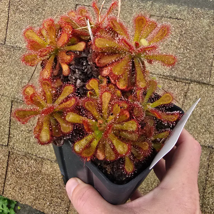 SEEDS Drosera coccicaulis