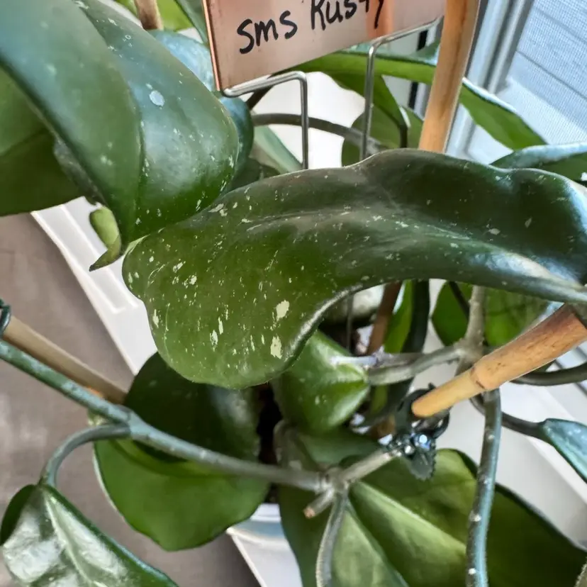 Fresh cut - sms Rusty 2 nodes