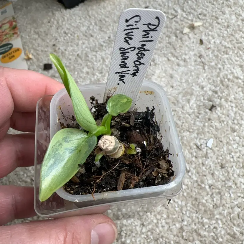 Philodendron ‘Silver Sword’