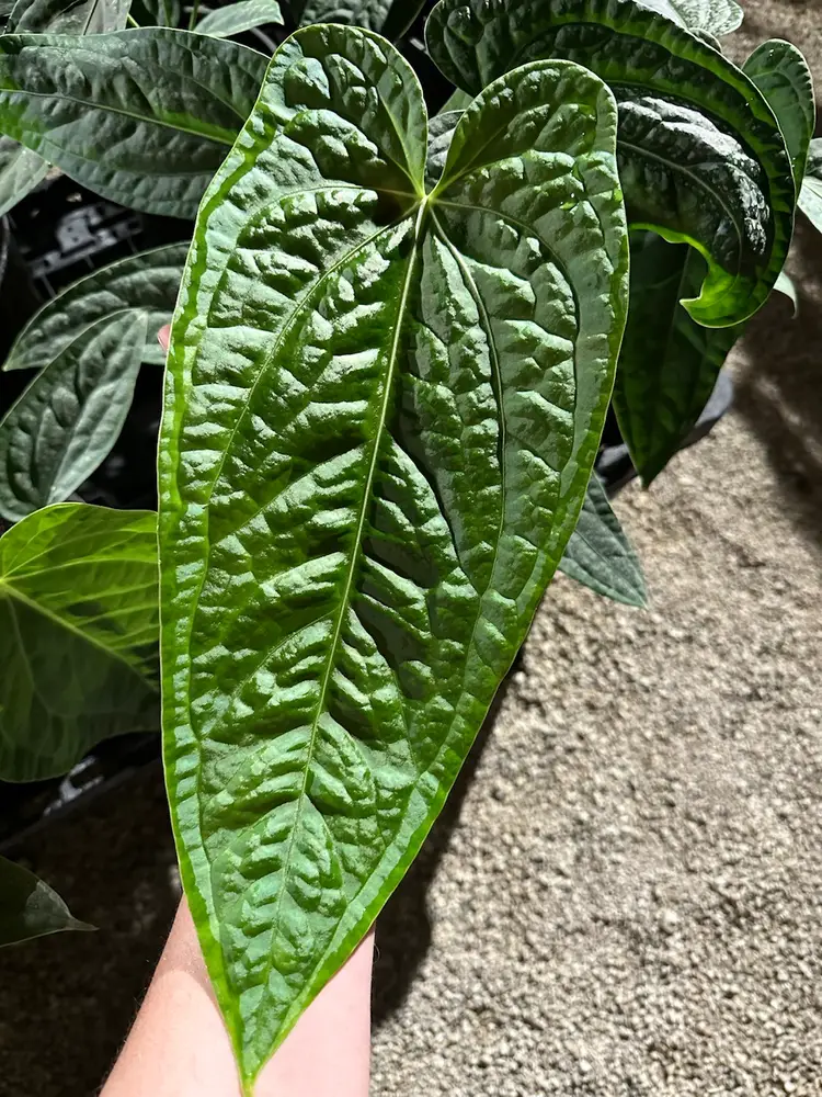 Scott Cohen’s First March Live! (Friday’s Rescheduled Cuz Caught A Bug At Plant Con & No Voice 😅)