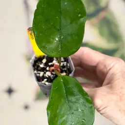 558 Hoya ‘Moteskei’