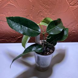 3029 Hoya surisana