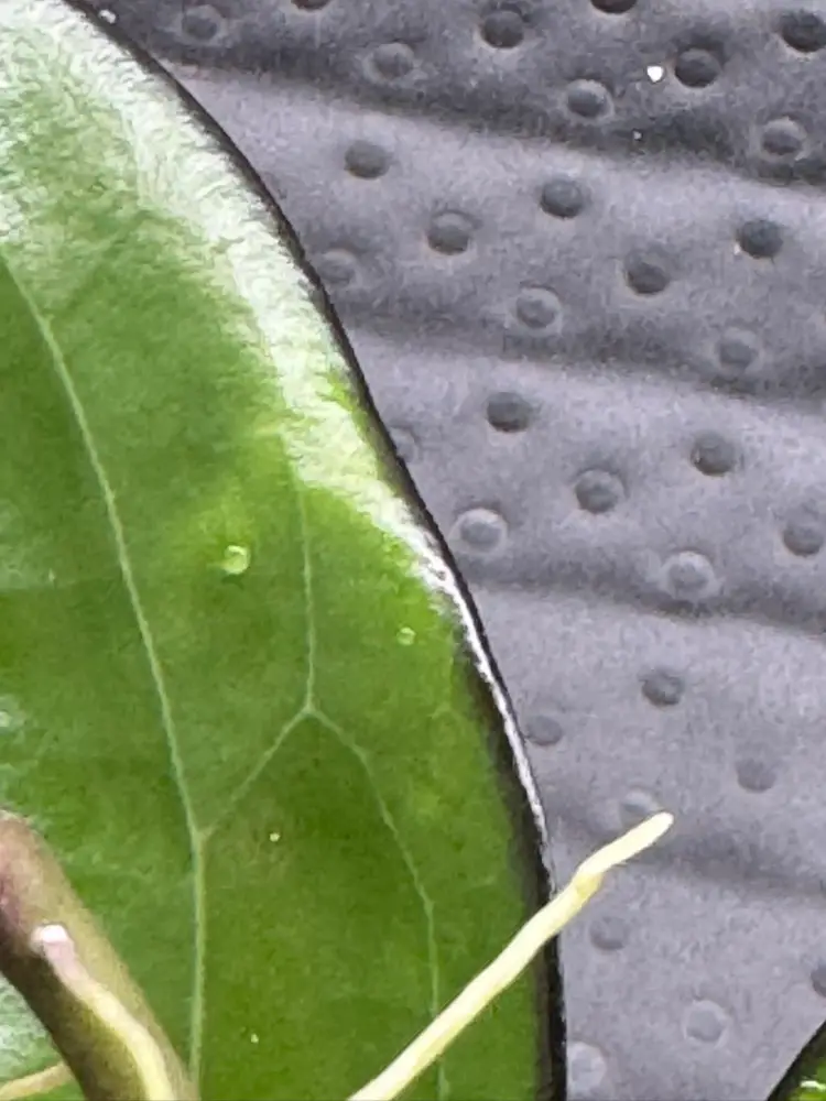 Hoya sp (Buma Jawa) from UPT