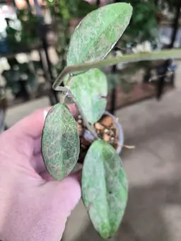 37. verticillata High silver