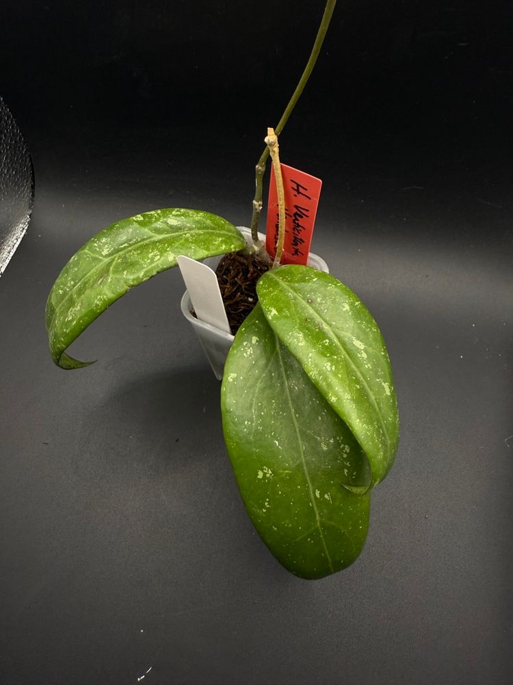 Hoya Verticillata Hendersonii