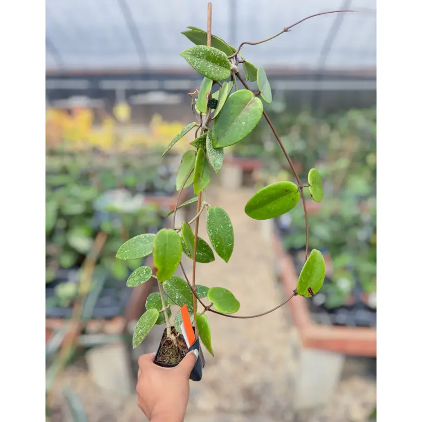 PS0656 - Hoya βSilver Dollarβ (reverted)