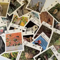 Lot Of 25 Vintage Bird Flash Cards, Great For Crafting, Journaling Or Scrapbooking