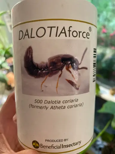 Come And Unleash The Rove Beetles With Me And Metaphorically Pray