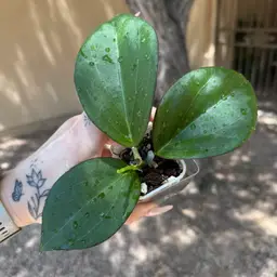 Hoya ‘Genoveva’ (GTX067, deleoniorum x pachyclada)
