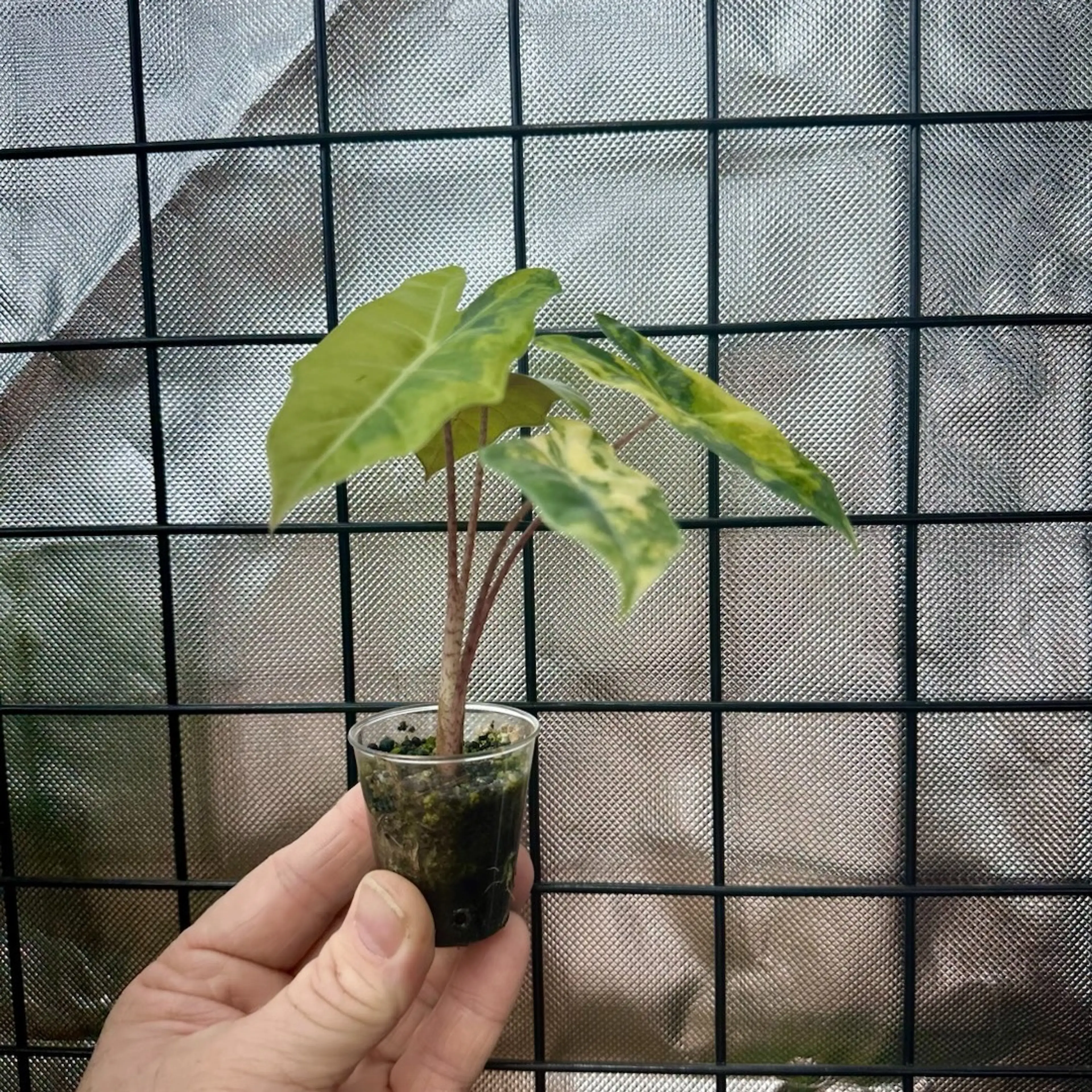 Image 2 of 2