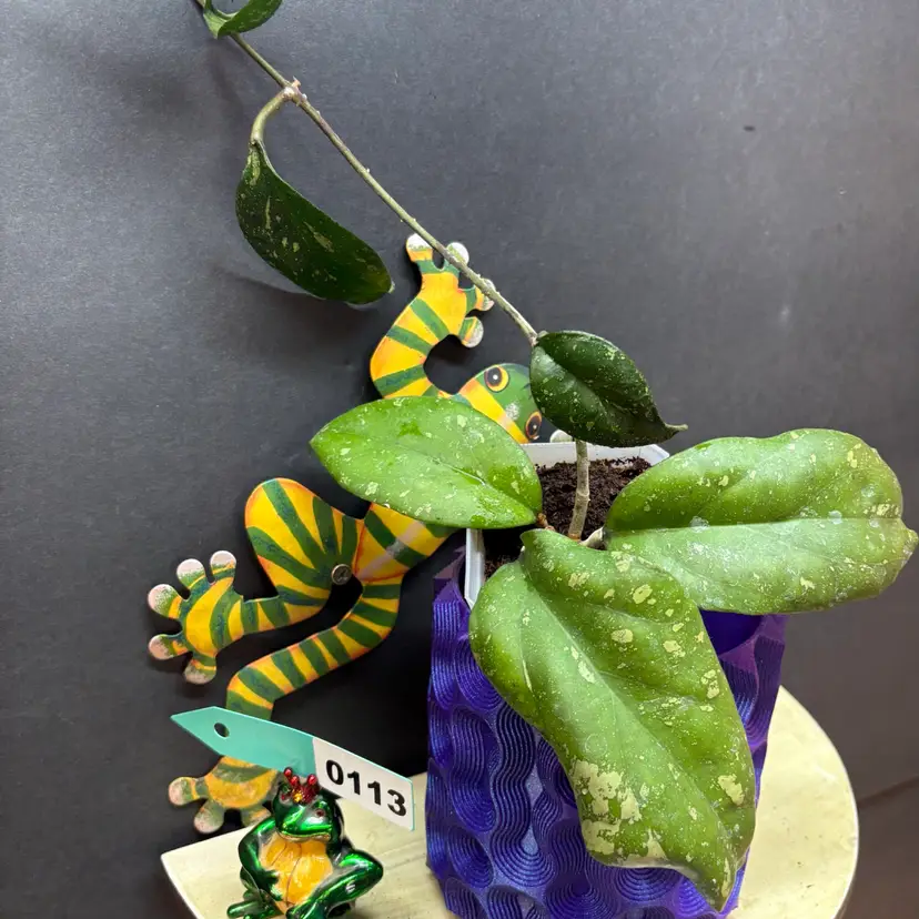 113 HOYA 'PRIKTAI' (RUSSIA)