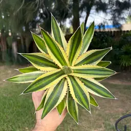 Agave Lophantha Quadricolor