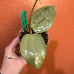 Hoya verticillata (silver, heart shaped leaves)