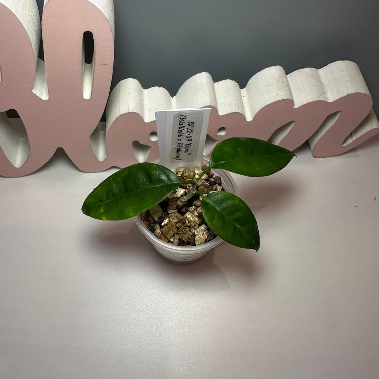 12 SS 22-09 ‘Carol’ (Wallichii x Phyllura)