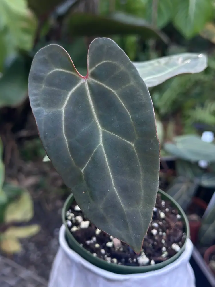 Green AOS X Parrot Feathers