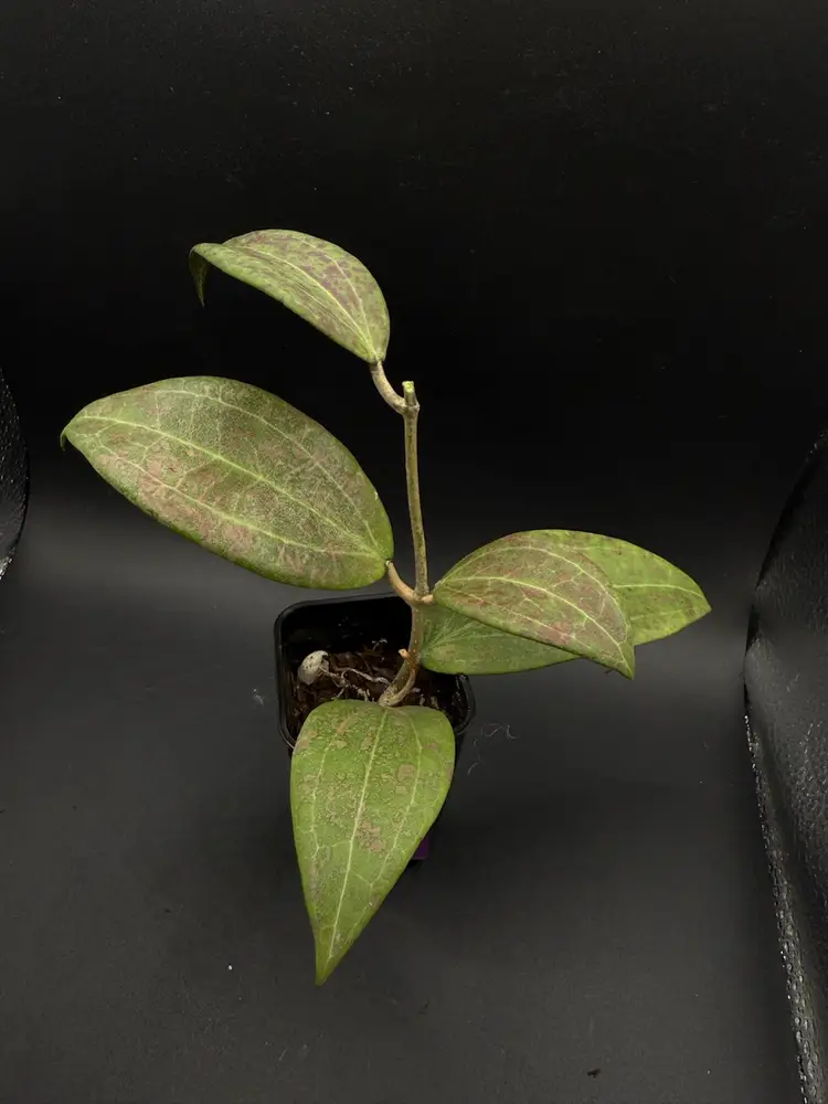 Hoya Verticillata (Pink Splash)