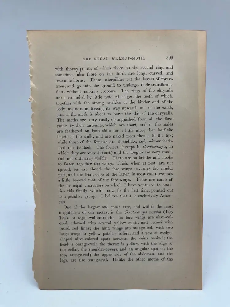 400 - Original Woodblock Print Book Page, 1862, Insects
