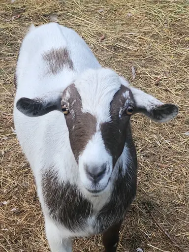 Vintage Jewelry pottery and glass on my farm!