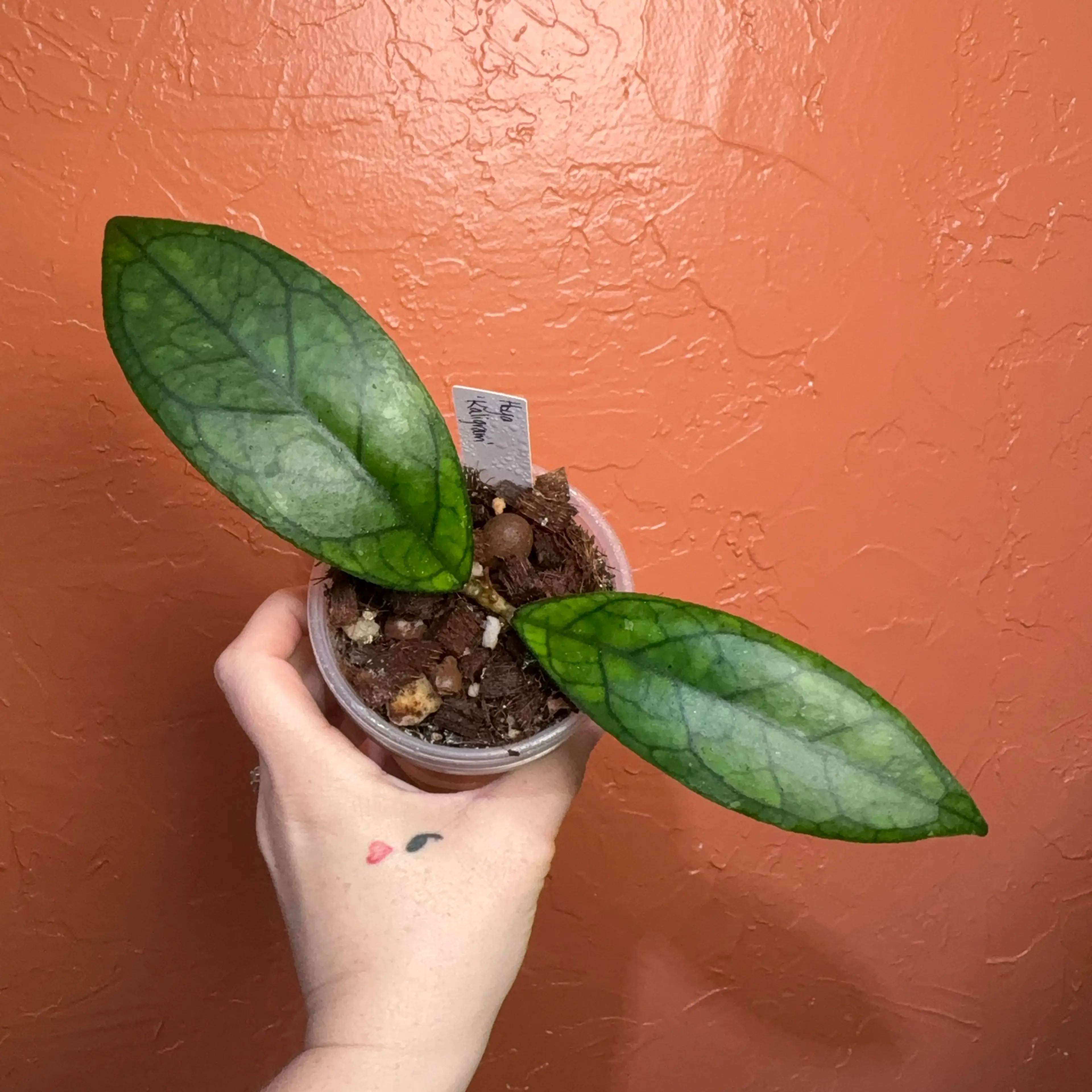 Image 1 of 3