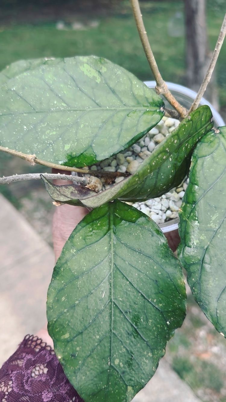 Hoya sp Aceh ‘Rhino’