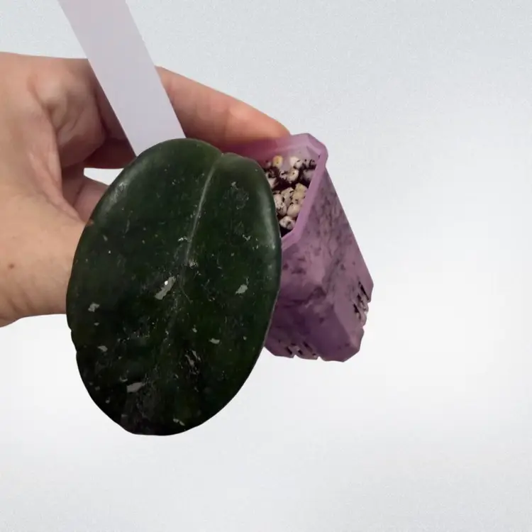 07-Hoya Sms Cinderella NOID (Cinderella Stepsister )