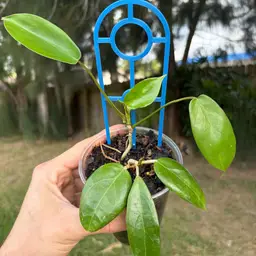 Hoya Flores Island (with Philodendron Squami baby)