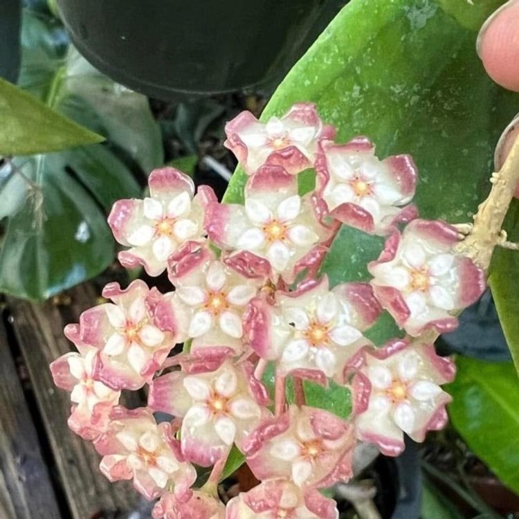 010-hoya RHM2069 ‘Teresa’one my of my gothic corner hoard. See swing pic for amazing bloom from Ric.