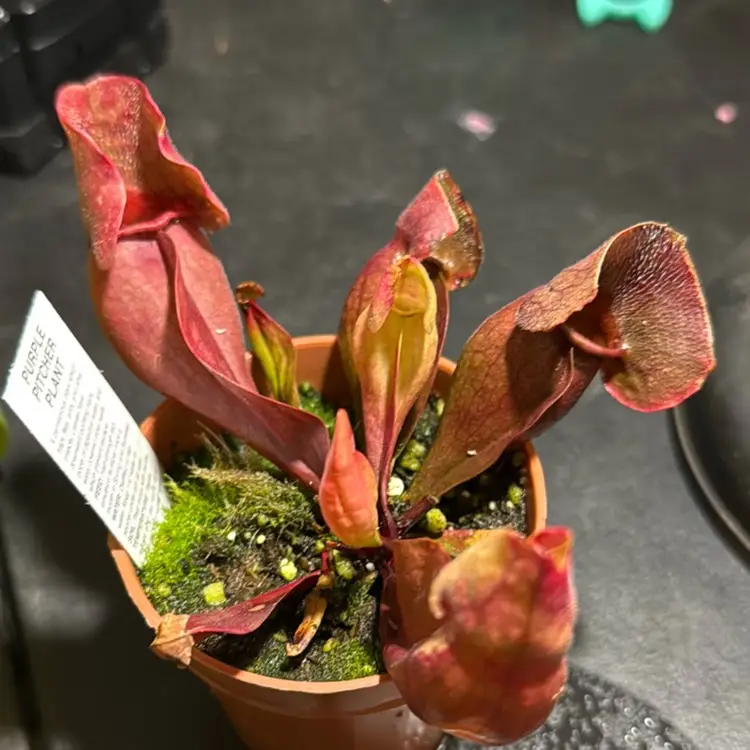 Sarracenia purpúrea