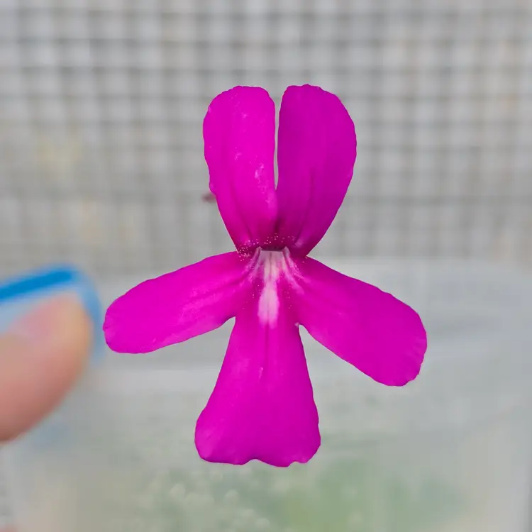 SC-32 Pinguicula (laueana x rectifolia) x moranensis (Juxtlahuaca?)