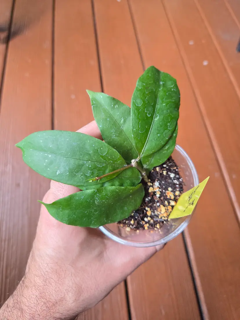 Hoya ALT999/Garut West Java/Tangammus