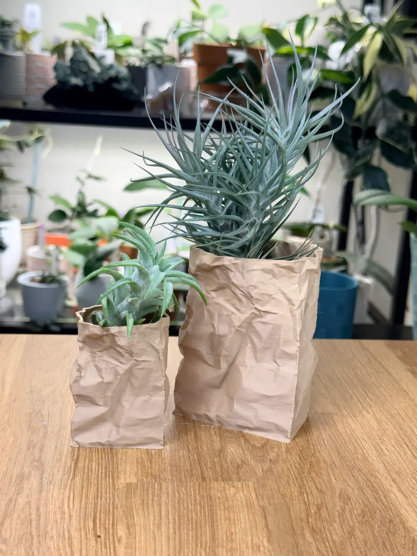 Paper Lunch Bag Airplant Pot