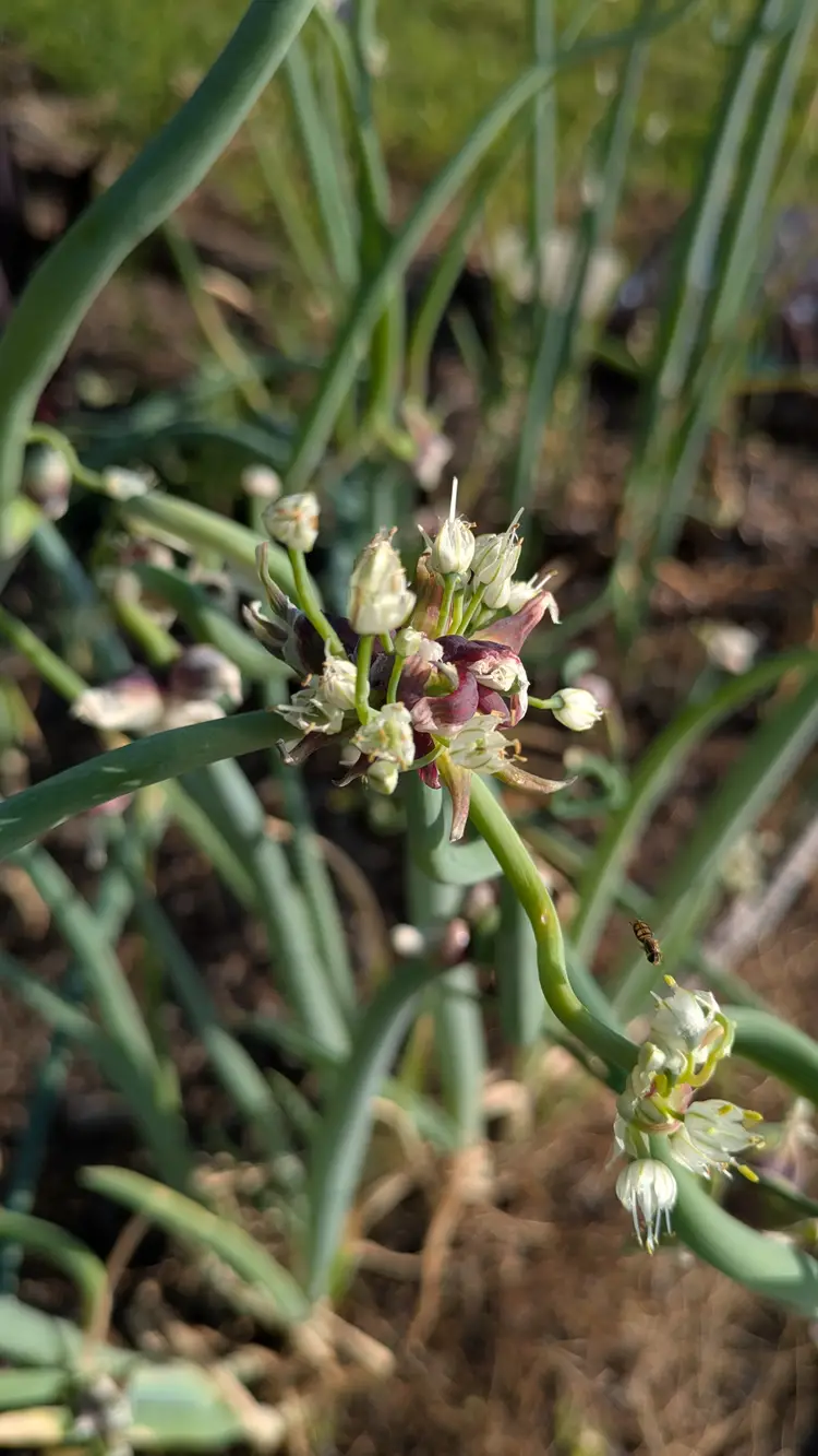 Egyptian Walking Onions Bulbs (6)