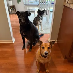 Treats For The Doggos