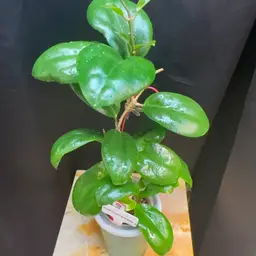 187 surigaoensis x unk