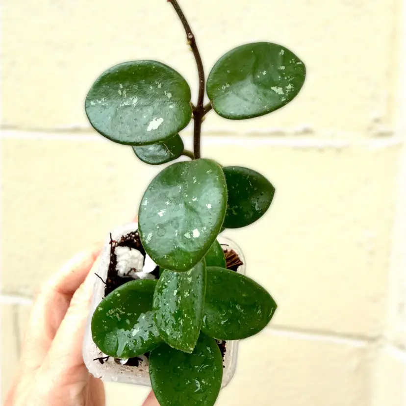 Hoya Mathilde (Carnosa x Serpens)
