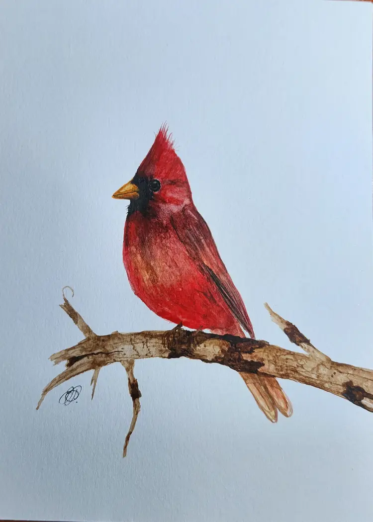 Cardinal Original Watercolor Painting Signed By The Artist 5x7 Free Shipping