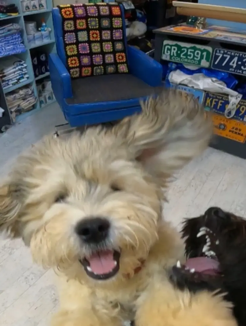 Livestream thumbnail