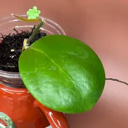 Ghost Fairy MB1034-505