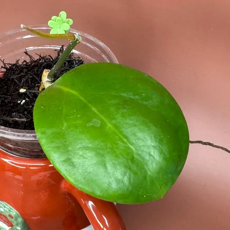 Ghost Fairy MB1034-505